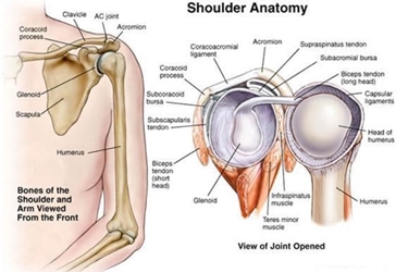Anatomia della spalla.