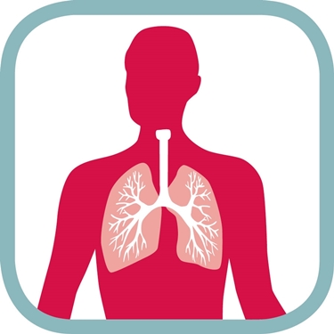 Raffigurazione dei polmoni umani