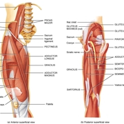 Muscoli e tendini della gamba