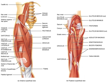 Muscoli e tendini della gamba