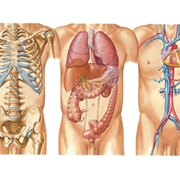 Diversi organi del torace