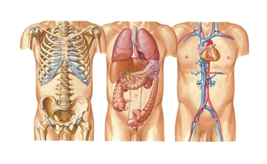 Diversi organi del torace