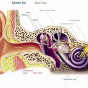 Schema orecchio interno