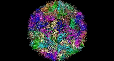 Virus del raffreddore (rhinovirus)