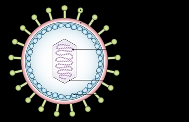 Illustrazione del virus EBV