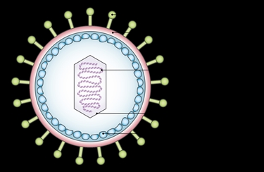 Illustrazione del virus EBV