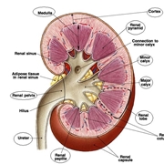 Anatomia in sezione di un rene