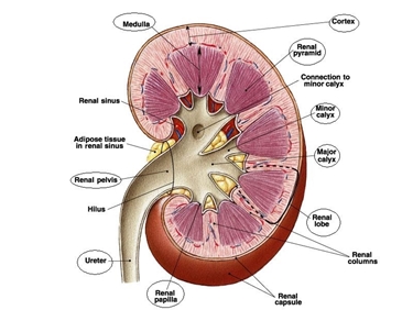 Anatomia in sezione di un rene