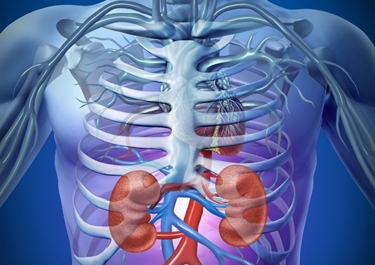 Localizzazione anatomica dei reni