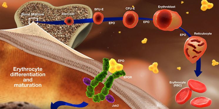 Meccanismo di formazione delle cellule sanguigne