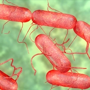 Salmonella vista al microscopio