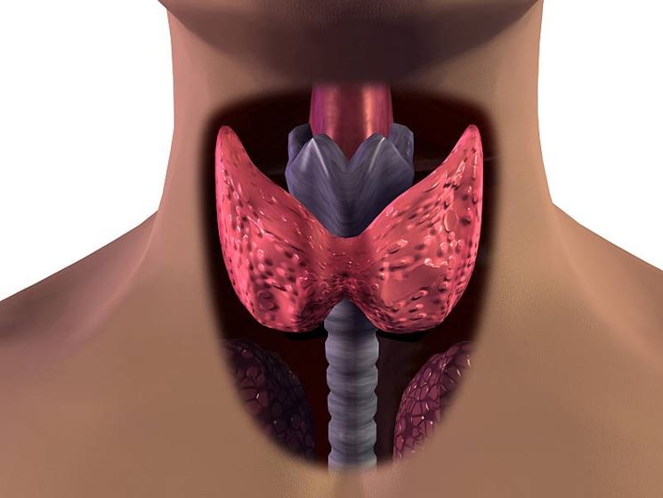 Anatomia apparato tiroideo