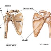 Ossa anatomia