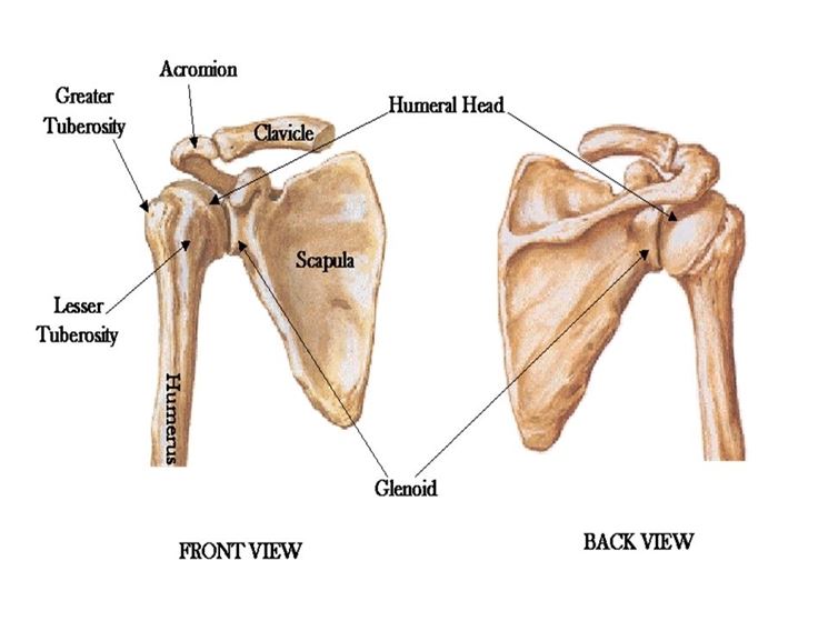 Ossa anatomia