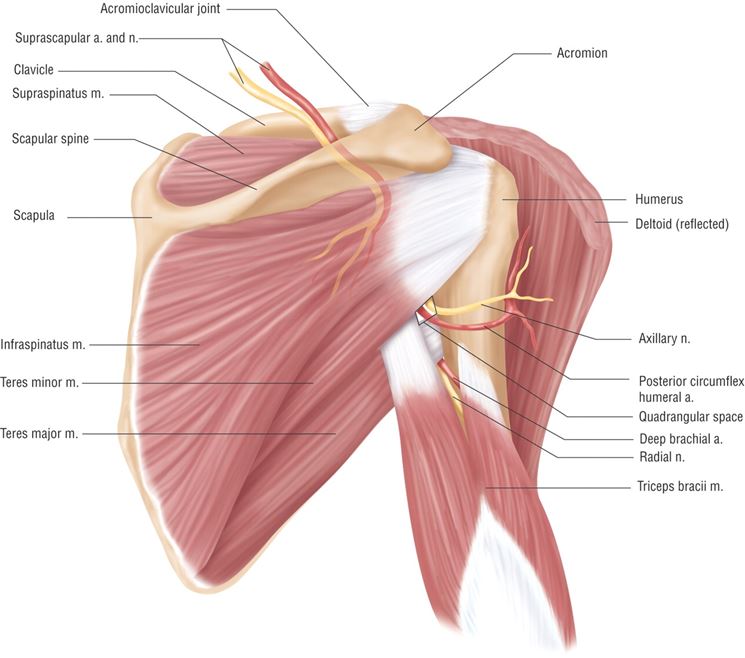 Muscoli spalla