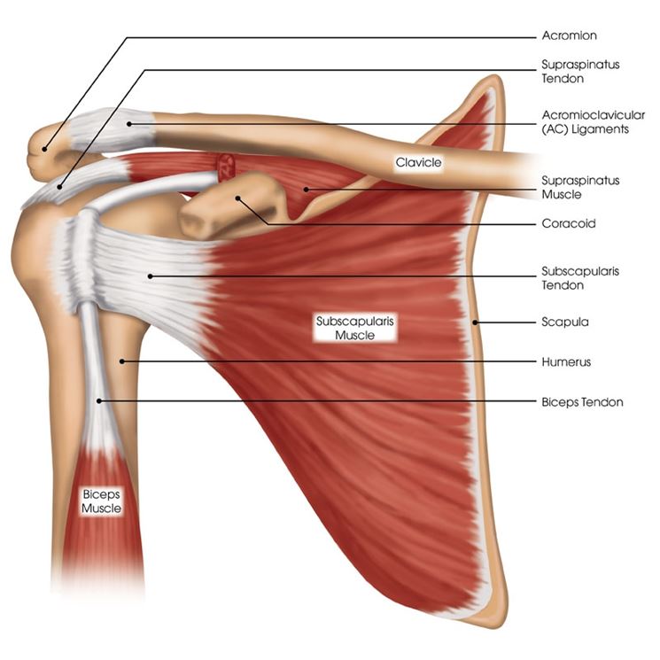 Anatomia spalla