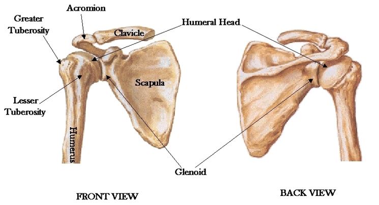 Articolazione spalla