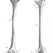 Fronte e retro dell'omero