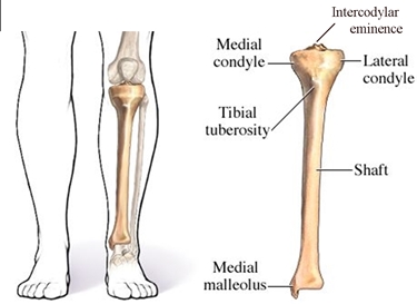 Anatomia della tibia<p />