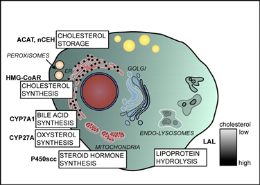 Distribuzione cellulare del colesterolo